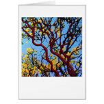 Manzanita in Autumn Cards