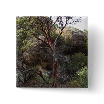 Manzanita Tree Pinback Buttons