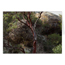Manzanita Tree Greeting Cards