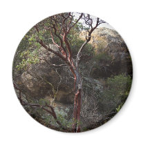 Manzanita Tree Magnet