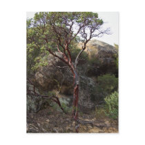 Manzanita Tree Postcards