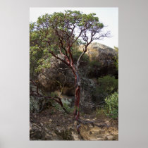 Manzanita tree print