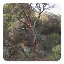 Manzanita Tree Stickers