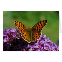 Map butterfly first (spring) generation cards