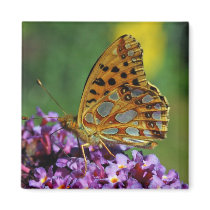 Map butterfly first (spring) generation magnet