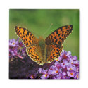 Map butterfly first (spring) generation magnets
