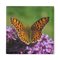 Map butterfly first (spring) generation magnets