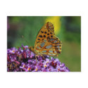 Map butterfly first (spring) generation postcard