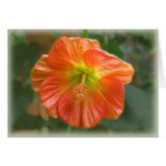 Maple Bloom cards