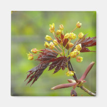 Maple Flowers Magnets