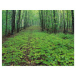 Maple forest, Gatineau Park, Quebec, Canada flyers