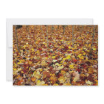 Maple forest, Gatineau Park, Quebec, Canada Personalized Invite