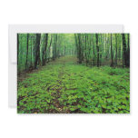Maple forest, Gatineau Park, Quebec, Canada Invitations