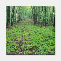 Maple forest, Gatineau Park, Quebec, Canada Magnets