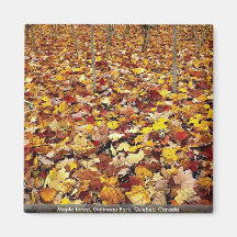 Maple forest, Gatineau Park, Quebec, Canada Magnets