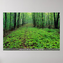 Maple forest, Gatineau Park, Quebec, Canada Poster