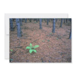 Maple forest, Quebec, Canada Announcements