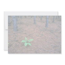 Maple forest, Quebec, Canada Personalized Announcements