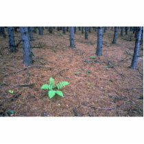 Maple forest, Quebec, Canada Photo Cut Outs