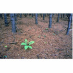 Maple forest, Quebec, Canada Photo Cut Outs