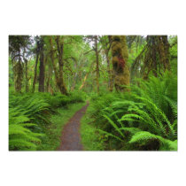 Maple Glade trail, ferns and moss covered
