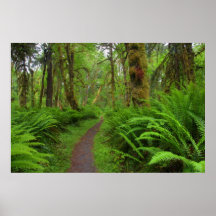 Maple Glade trail, ferns and moss covered Posters