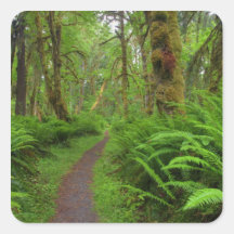 Maple Glade trail, ferns and moss covered Sticker