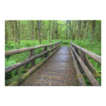 Maple Glade trail wooden bridge, ferns and