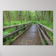 Maple Glade trail wooden bridge, ferns and Posters