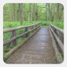 Maple Glade trail wooden bridge, ferns and Stickers