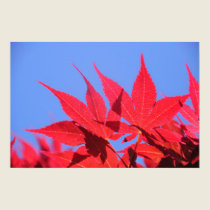 Maple I posters