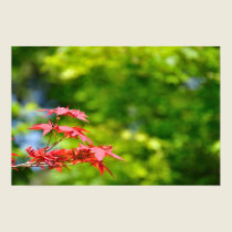 Maple II posters