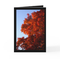 Maple in Reds & Oranges cards by MoiraAshleigh Maple in Reds & Oranges cards