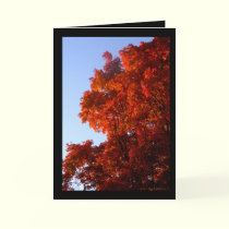 Maple in Reds & Oranges cards by MoiraAshleigh Maple in Reds & Oranges cards