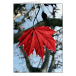 Maple Leaf Greeting Card cards