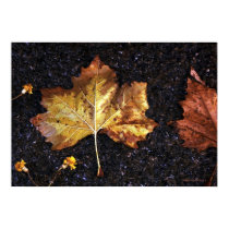 Maple Leaf In The Rain posters