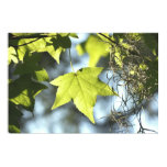 Maple Leaf on Canvas Print Maple Leaf on Canvas Print