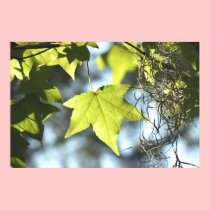 Maple Leaf on Canvas Print posters