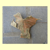 Maple leaf on pavement - canvas print posters