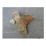 Maple leaf on pavement postcard