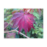 Acer Japonicum | postcard, red, purple, maple, leaf, acer, postcard, red, purple, maple, leaf, acer,