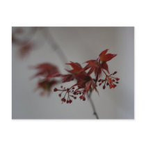 maple leaf postcards by cjw333 maple leaf postcards