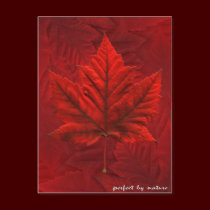 Maple Leaf Postcards Canada Art Souvenir Cards postcards