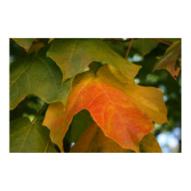 Maple Leaf posters by prwels Maple Leaf posters