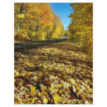 Maple leaves and Fortune Parkway, Gatineau Park, Q flyers