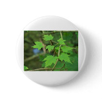 Maple Leaves buttons by InnerWisdomHealing Maple Leaves buttons