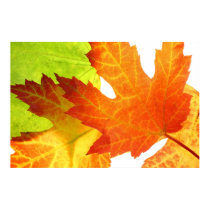 Maple leaves close up posters by AmazingPosterPrints Maple leaves close up posters