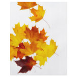 Maple leaves flyer