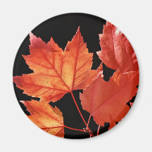 Maple Leaves Fridge Magnet