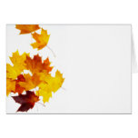 Maple leaves greeting card